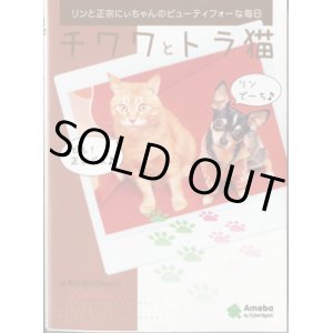 画像: チワワとトラ猫　〜リンと正宗にぃちゃんのビューティフォーな毎日〜　　　永野沙由☆Sayu☆