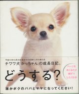 画像: チワワ犬「かっちゃん」の成長日記。　　　文＝YUKKO　　写真＝山崎寛・YUKKO