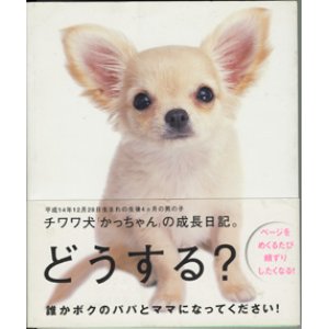 画像: チワワ犬「かっちゃん」の成長日記。　　　文＝YUKKO　　写真＝山崎寛・YUKKO