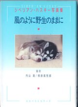 画像: シベリアン・ハスキー写真集　風のように野生のままに　　　撮影＝内山　晟／相良眞児郎