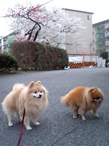 画像: 桜散る散る散歩道