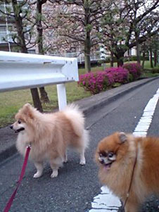 画像: 春のお散歩と町田たてこもり事件