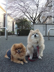 画像: 今春の団地桜