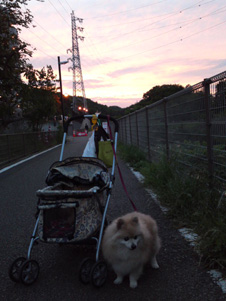 画像: 金環日食の日の夕陽