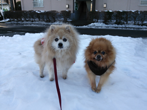 画像: 雪というより氷・・・です。