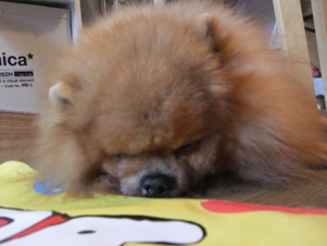 画像: 今度はゆうくん・・・(--;)