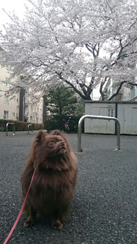 画像: 満開の桜の下でゆうくんを探す