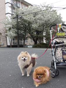 画像: 桜の季節がゆく・・・・・　小さな命を救ってください