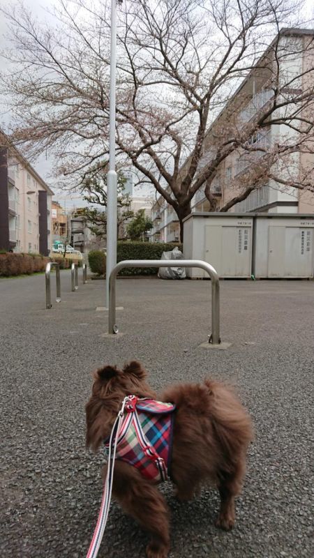 画像: いつのまにやら・・・桜