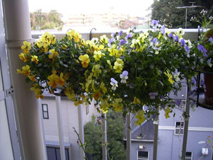 画像: 花散らしの雨