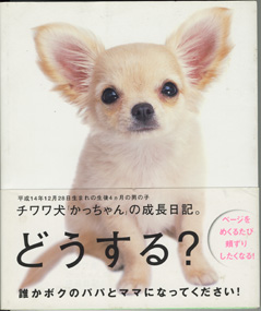 画像1: チワワ犬「かっちゃん」の成長日記。　　　文＝YUKKO　　写真＝山崎寛・YUKKO